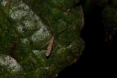 Amphineurus