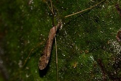 Amphineurus