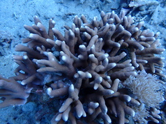 Porites cylindrica