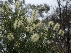 Melaleuca deanei