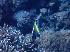Heniochus varius