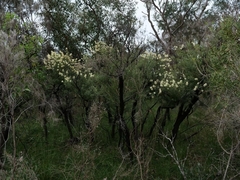 Melaleuca deanei