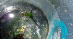 Nerophis lumbriciformis