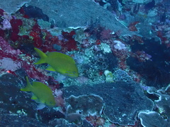 Pseudanthias