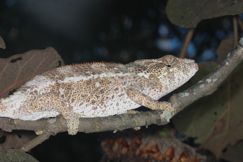 Calumma brevicorne