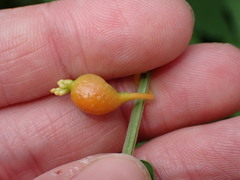 Smicronyx sculpticollis