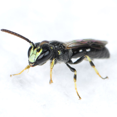 Hylaeus mesillae