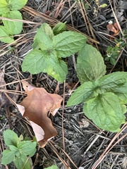 Conoclinium coelestinum