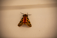 Ardices curvata