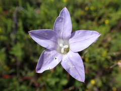Wahlenbergia luteola