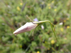 Wahlenbergia luteola