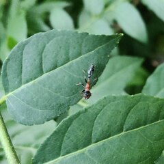 Tetraponera rufonigra