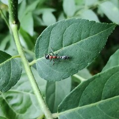 Tetraponera rufonigra