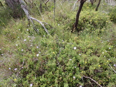 Wahlenbergia luteola