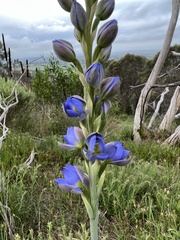 Thelymitra grandiflora