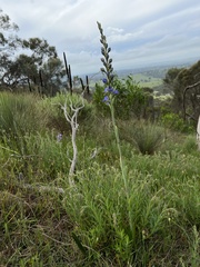 Thelymitra grandiflora
