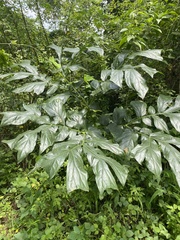 Anchomanes difformis