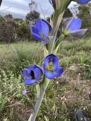 Thelymitra grandiflora