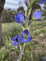 Thelymitra grandiflora
