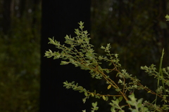 Pimelea altior