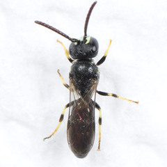 Hylaeus mesillae