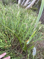 Thelymitra grandiflora