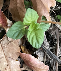 Torenia crustacea