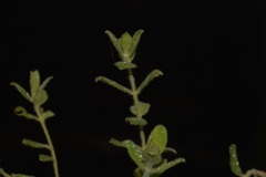 Pimelea altior