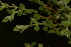 Pimelea altior