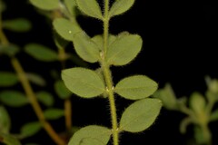 Pimelea altior