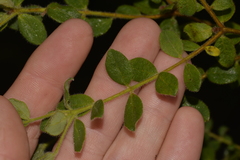 Pimelea altior