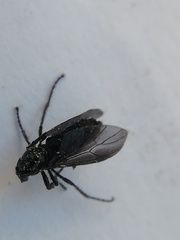 Dilophus orbatus