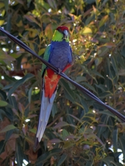 Purpureicephalus spurius