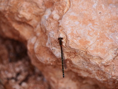 Xanthagrion erythroneurum