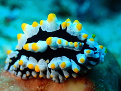 Phyllidia varicosa