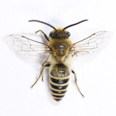 Colletes slevini