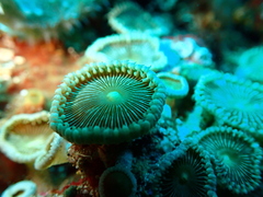 Palythoa