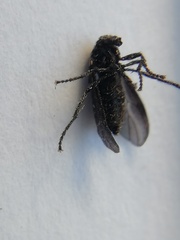Dilophus orbatus