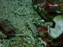Gnatholepis cauerensis