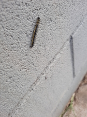 Uresiphita