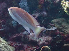 Pseudanthias