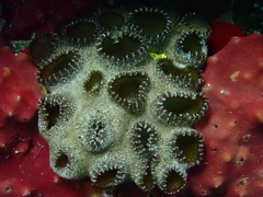 Palythoa