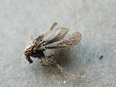 Dilophus orbatus