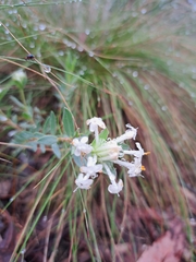 Pimelea humilis