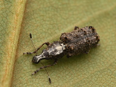 Meconemus impressicollis