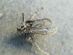 Dilophus orbatus