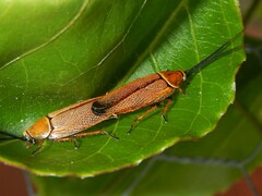 Ellipsidion