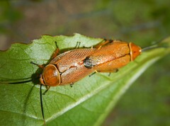 Ellipsidion