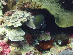Zebrasoma scopas