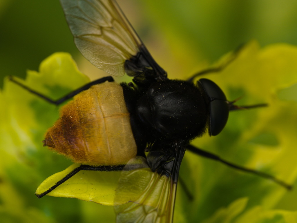 Esenbeckia semiflava